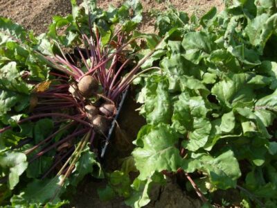 You Can’t ‘Beet’ This Root Crop for Versatility Image